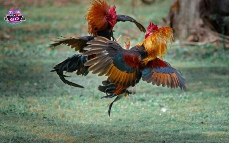 Tỷ lệ cược và khuyến mãi