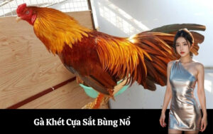 Gà Khét Cựa Sắt Bùng Nổ